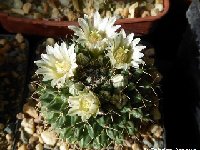 Mammillaria roseoalba cf. SB285.JPG